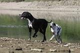 DOGUE ALLEMAND 114